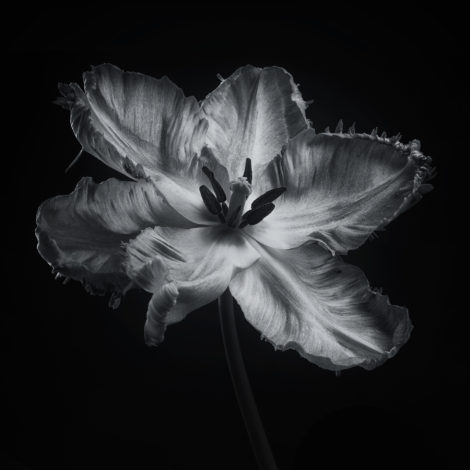 Lotte Grønkjær's Ethereal Flower Photographs are a Thing of Beauty